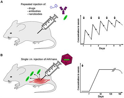 Evaluation of P2X7 Receptor Function in Tumor Contexts Using rAAV Vector and Nanobodies (AAVnano)